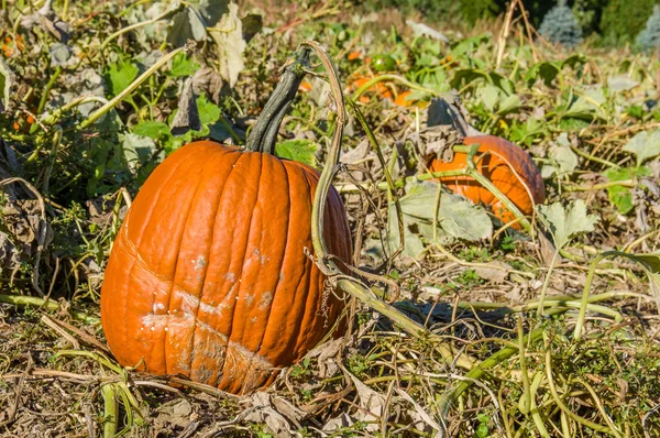 Halloween pumpkins in the field to pick — Stock Photo, Image
