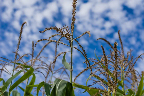 Borla sobre plantas de maíz en el campo — Foto de Stock