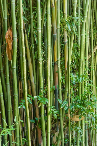 在花园中生长的绿色竹子植物 — 图库照片