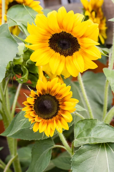 Girasoli gialli e arancioni in fiore — Foto Stock