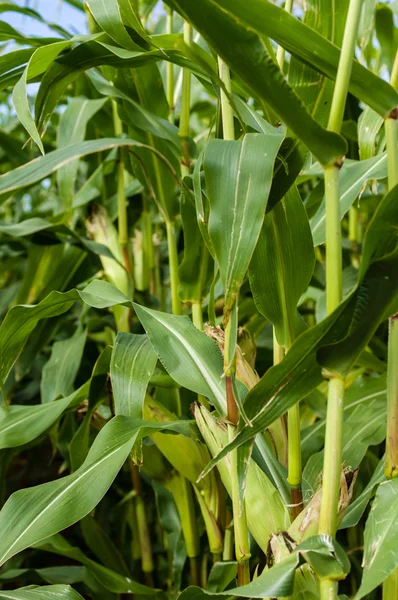 Cultivo de maíz dulce en el campo agrícola —  Fotos de Stock