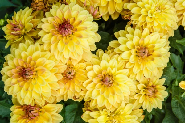 Flotadores de crisantemo amarillo en flor — Foto de Stock