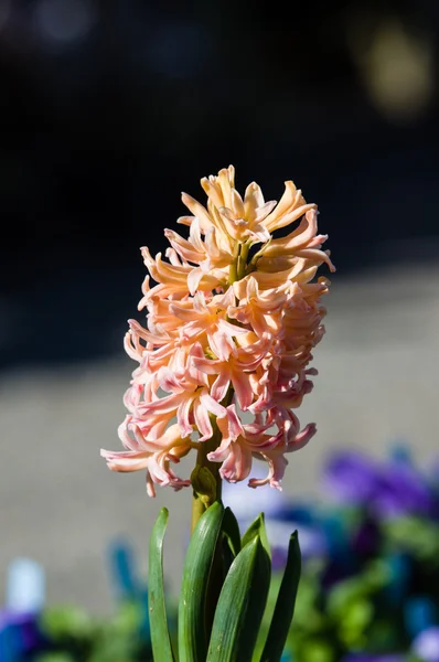 Flor jacinto rosa em flor — Fotografia de Stock