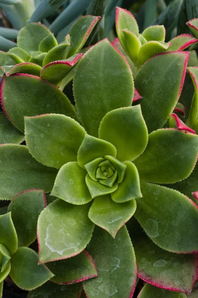 Grüne Sedum-Pflanze im Garten — Stockfoto