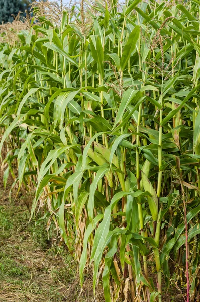 Maïs sucré cultivé dans le champ agricole — Photo