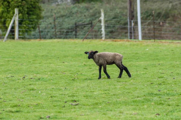 Lamb looking for it's mother in the pasture — Stock Photo, Image