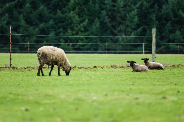 Schafe weiden auf einer grünen Weide — Stockfoto