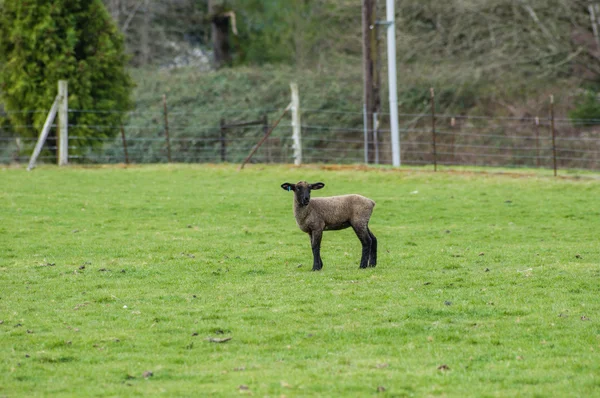 Lamb looking for it's mother in the pasture — Stock Photo, Image