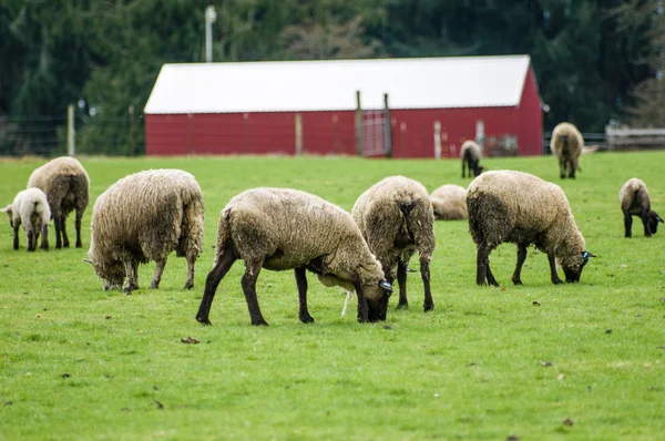 Sheep grazing in a green pasture — Stock Photo, Image