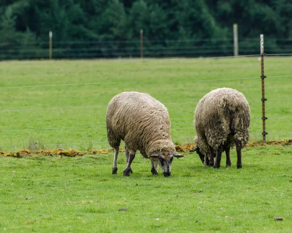 Sheep grazing in a green pasture — Stock Photo, Image