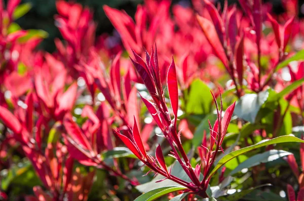 Bright red colorful new leaves — Stock Photo, Image