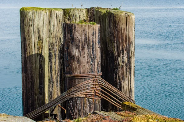 Moss covered pilings on a dock — Stock Photo, Image