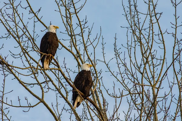 Pair of bald eagles looking out over the ocean — Stock Photo, Image