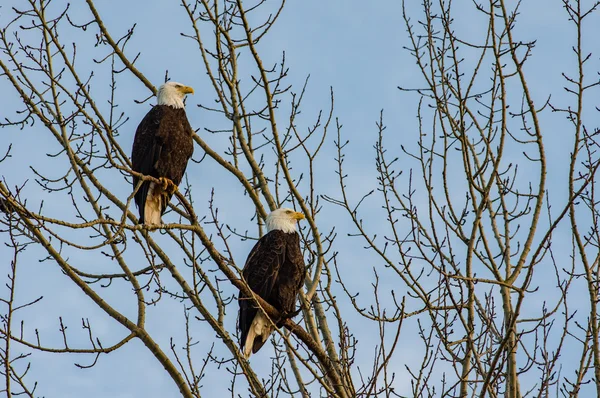 Pair of bald eagles looking out over the ocean Royalty Free Stock Images
