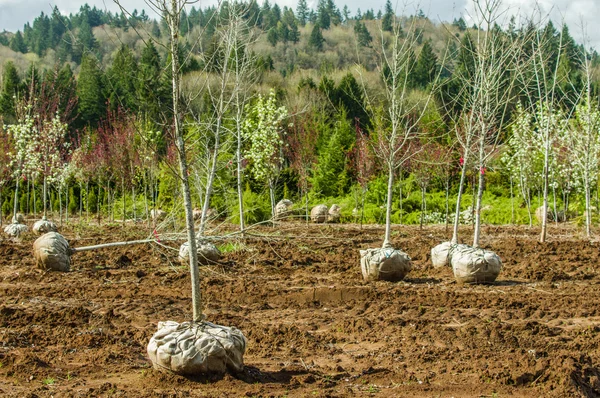 Árvores escavadas e enfardadas em um berçário Imagem De Stock