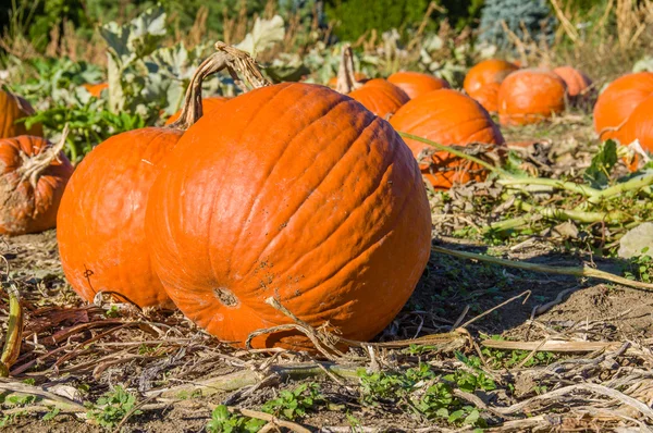 Halloween pumpkins in the field to pick — Stock Photo, Image