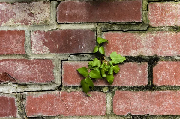 Bricks with masonry mortar joints — Stock Photo, Image