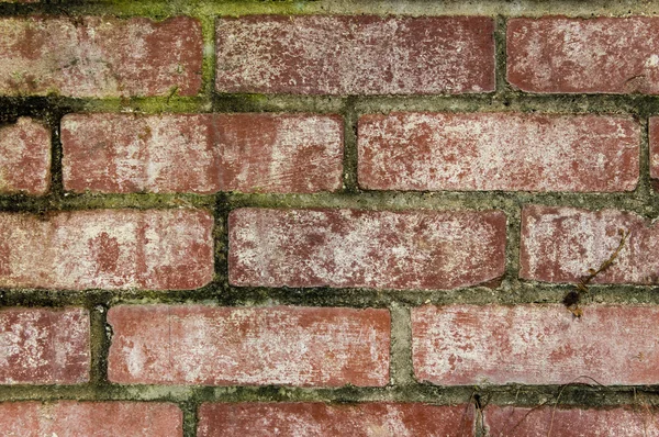 Bricks with masonry mortar joints — Stock Photo, Image