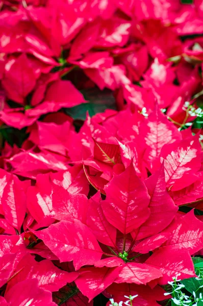 Flores tradicionales de Poinsettia floreciendo en Navidad — Foto de Stock