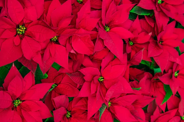 Flores tradicionales de Poinsettia floreciendo en Navidad — Foto de Stock