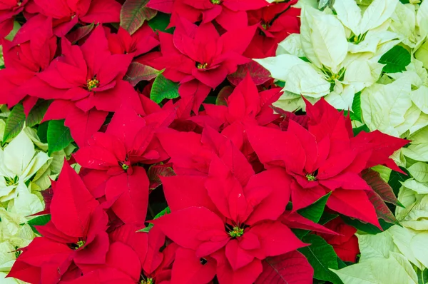 Традиційні квіти пуансетії, що цвітуть на Різдво — стокове фото