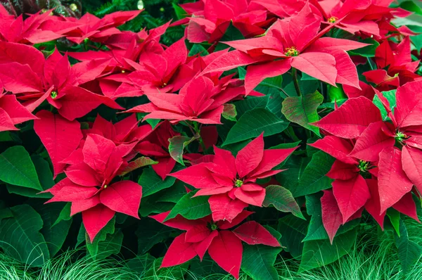 Flores tradicionales de Poinsettia floreciendo en Navidad Imagen de archivo