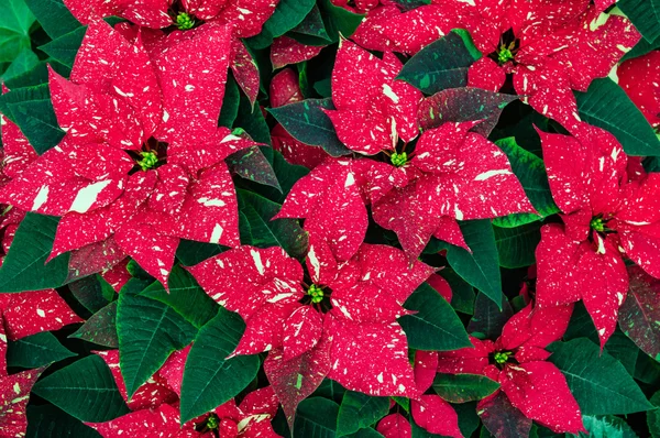 Traditional Poinsettia flowers blooming at Christmas — Stock Photo, Image