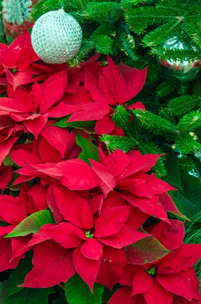 Fiori tradizionali di Poinsettia che sbocciano a Natale — Foto Stock