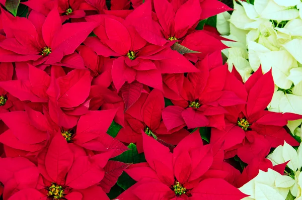 Traditionelle Weihnachtssterne blühen zu Weihnachten lizenzfreie Stockfotos