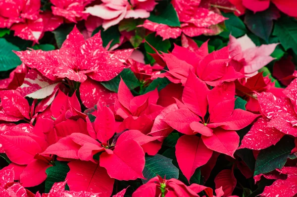 Traditional Poinsettia flowers blooming at Christmas — Stock Photo, Image