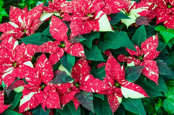 在圣诞节的传统一品红花开 — 图库照片