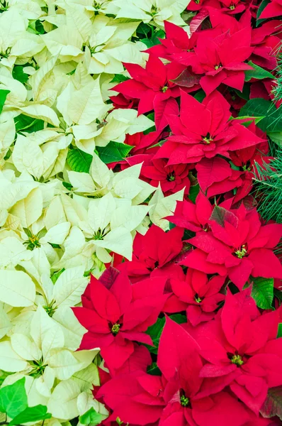 Традиційні квіти пуансетії, що цвітуть на Різдво Стокове Фото