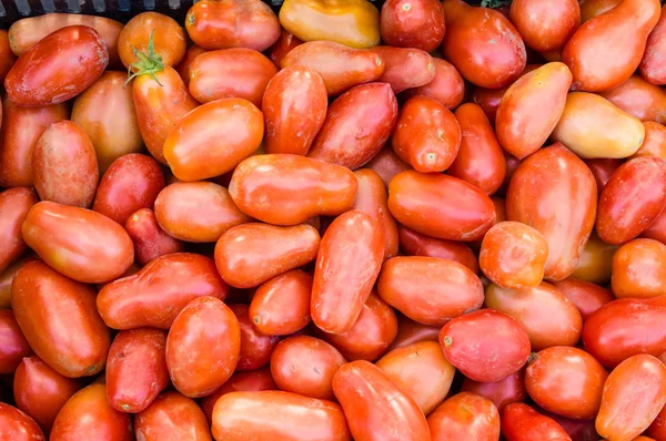 Exposição de tomates de pasta vermelha — Fotografia de Stock