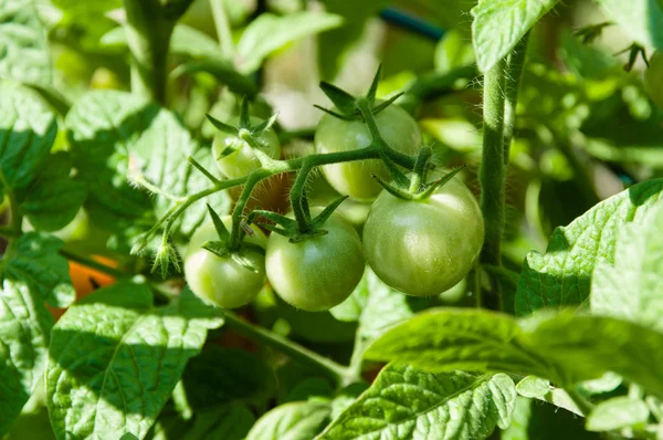 花园里新鲜的西红柿 — 图库照片