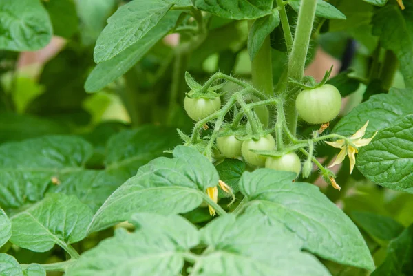 Čerstvá cherry rajčata v zahradě — Stock fotografie