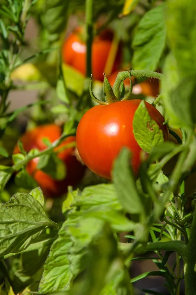 정원에 있는 신선 한 토마토 로열티 프리 스톡 이미지