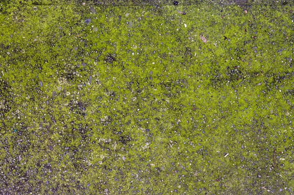 Τσιμεντένιο πάτωμα με ενδιαφέρον ανάγλυφο μοτίβο — Φωτογραφία Αρχείου