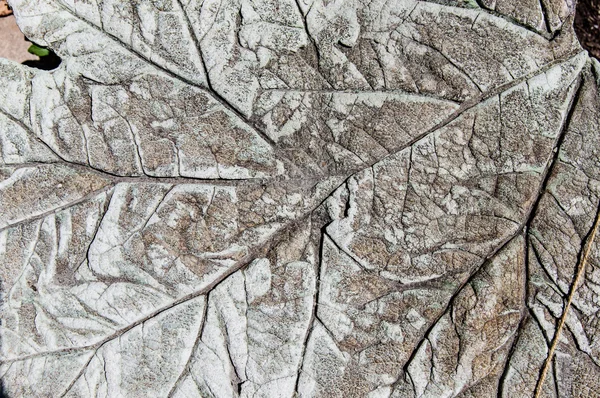 얼룩 콘크리트 잎 패턴 로열티 프리 스톡 사진