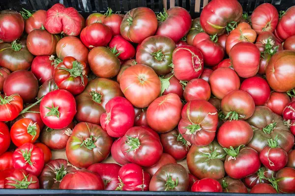 Exhibición a granel de tomates de reliquia —  Fotos de Stock