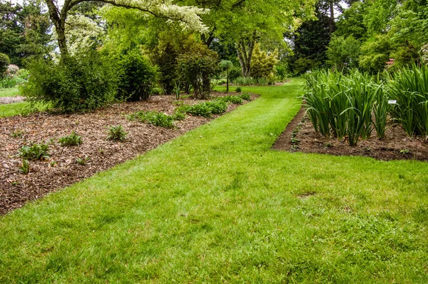 Pelouse verte et arbustes dans un jardin — Photo