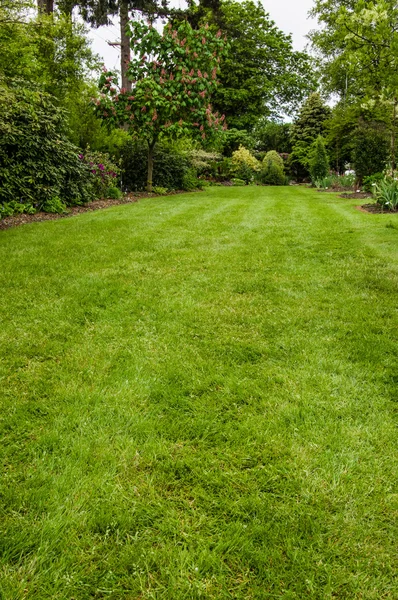 Grön gräsmatta i en trädgård — Stockfoto