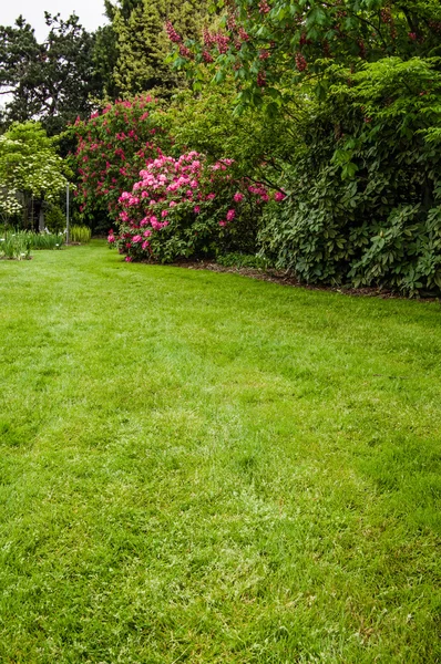 Grön gräsmatta och buskar i en trädgård — Stockfoto