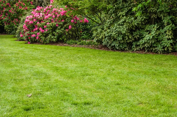 Grüner Rasen und Sträucher im Garten — Stockfoto