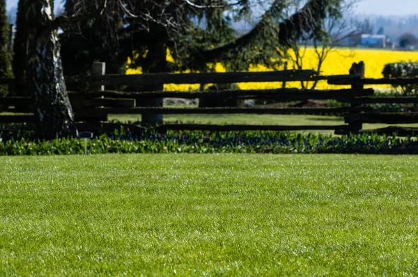 Grön gräsmatta i en anlagd trädgård — Stockfoto
