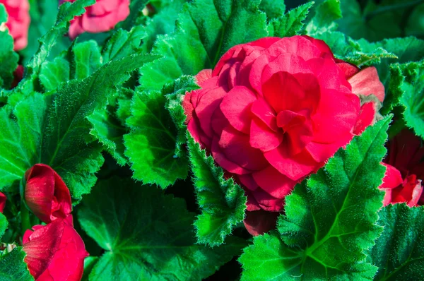 Begonia plants blooming in the garden — Stock Photo, Image