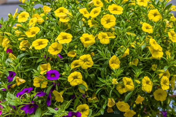 Plantas coloridas de petunia en plena floración — Foto de Stock