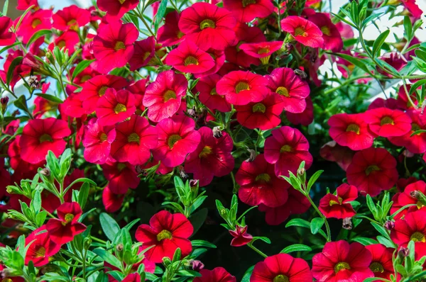 Plantas coloridas de petunia en plena floración — Foto de Stock