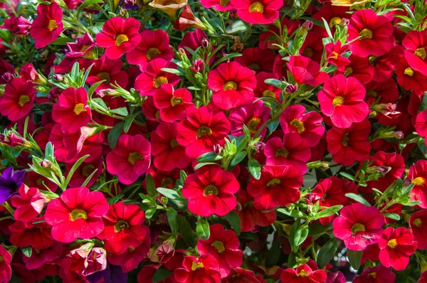 Plantes de pétunia colorées en pleine floraison — Photo