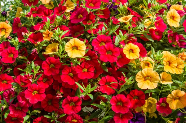 Färgglada petunia växter i full blom — Stockfoto