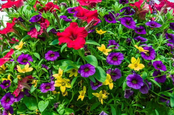 Plantas de petúnia coloridas em plena floração Imagem De Stock